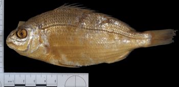 Media type: image;   Ichthyology 3674 Aspect: lateral